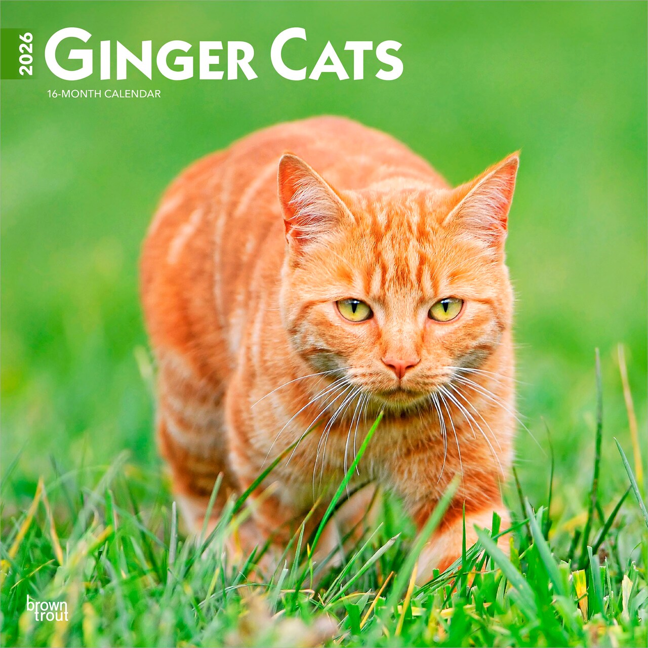 Ginger Cats | 2026 12 x 24 Inch (Hanging) Monthly Square Wall Calendar | Plastic-Free